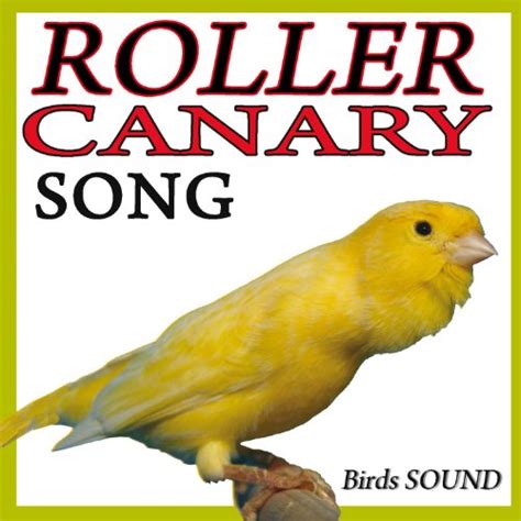 canary songs free download